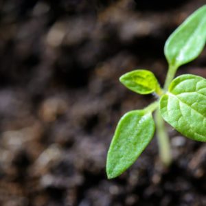 THE POWER OF SOWING AND REAPING: THE GARDEN OF YOUR MIND