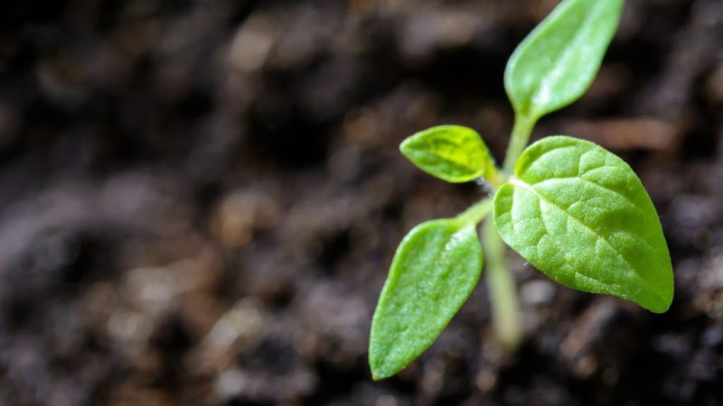 THE POWER OF SOWING AND REAPING: THE GARDEN OF YOUR MIND