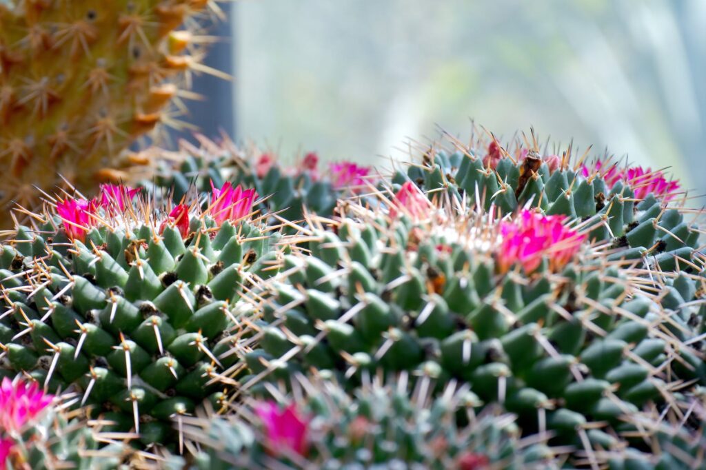 poem-flower-in-the-desert