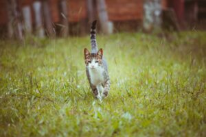 the-cat's-attitude-english-poem